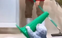 【朗報】水族館のラッコ、ショーが終わった後の片付けを手伝う