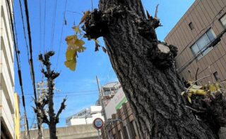 【大阪】維新の足元で進む「木を切る改革」　1万本伐採計画に住民猛反発